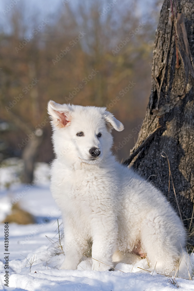 white swiss shepherd dog in snow
white swiss shepherd dog in snow