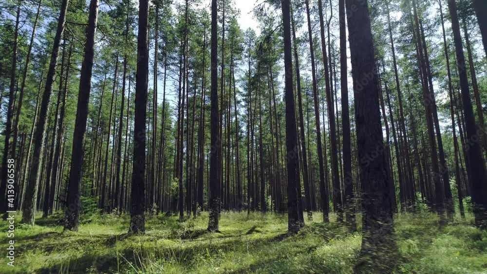 Beautiful pine forest with long trees stems and green grass, sunny summer day, forward drone motion low angle view, Lahemaa National Park woods in Estonia Beautiful pine forest with long trees stems and green grass, sunny summer day, forward drone motion low angle view, Lahemaa National Park woods in Estonia