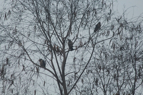  Bird song in the evening