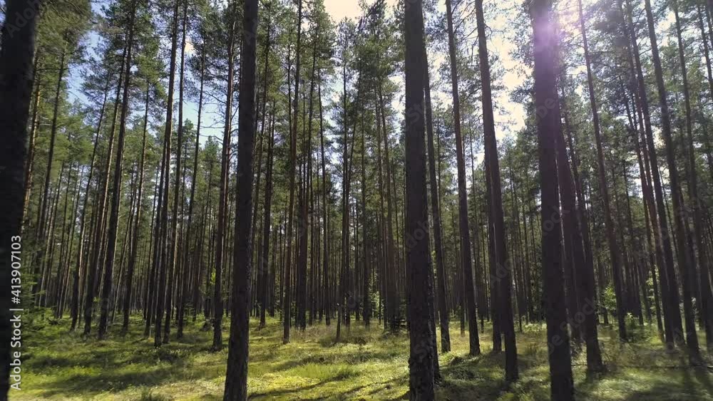 Pristine evergreen forest with long trees stems and green grass, shining sun sunny summer day, backward drone motion low angle view Pristine evergreen forest with long trees stems and green grass, shining sun sunny summer day, backward drone motion low angle view