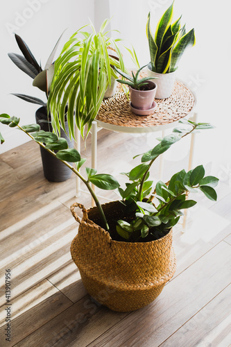 Zamioculcas plant in the wiker basket pot photo