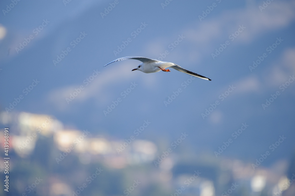 Fototapeta premium Gabbiano in volo con sfondo una montagna
