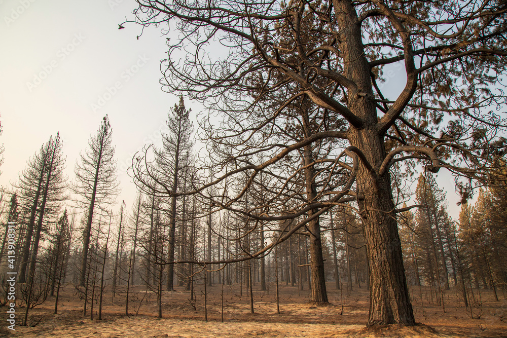Fototapeta premium Desolation from the Sheep Fire in Lassen County, Northern California, USA.