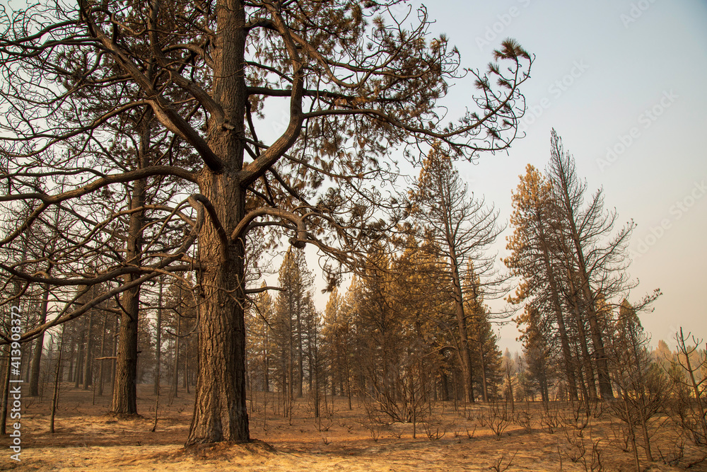 Desolation from the Sheep Fire in Lassen County, Northern California, USA. Desolation from the Sheep Fire in Lassen County, Northern California, USA.