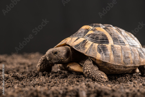 Eastern Hermann's tortoise, European terrestrial turtle, Testudo hermanni boettgeri, turtle on a black background and garden soil