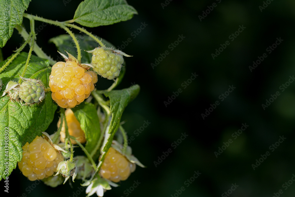 Yellow and green raspberries on the bush in nature Yellow and green raspberries on the bush in nature