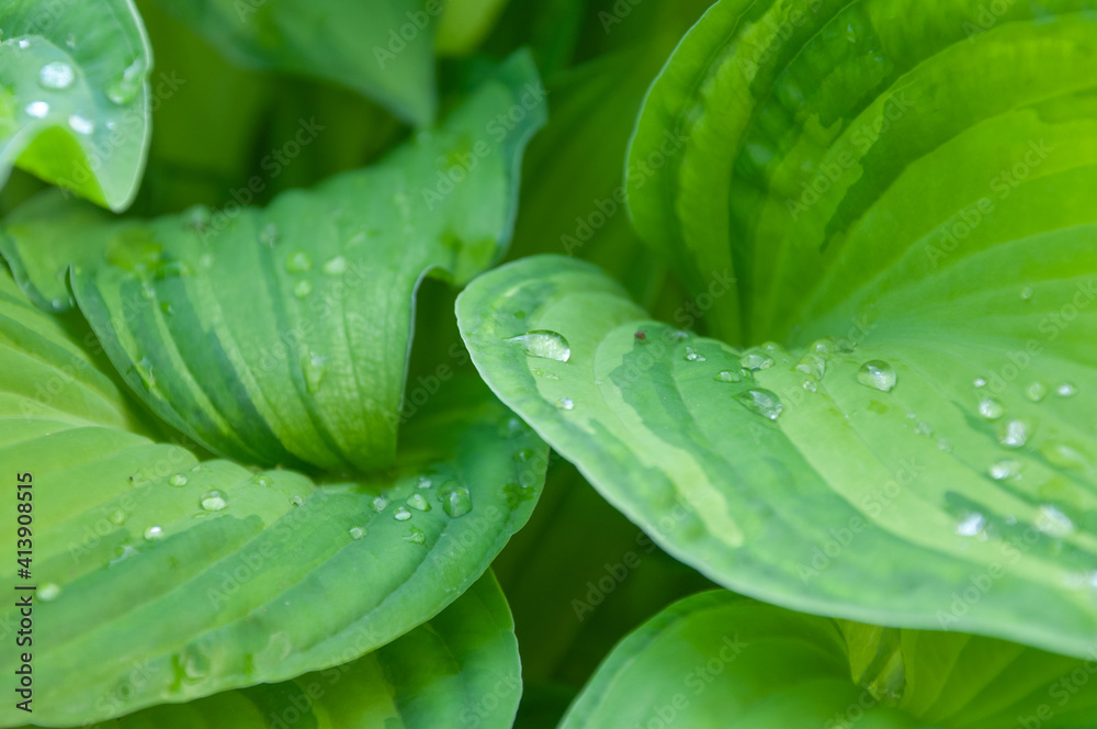 Obraz premium Full frame shot of green leaf plant hosta with water drops for background