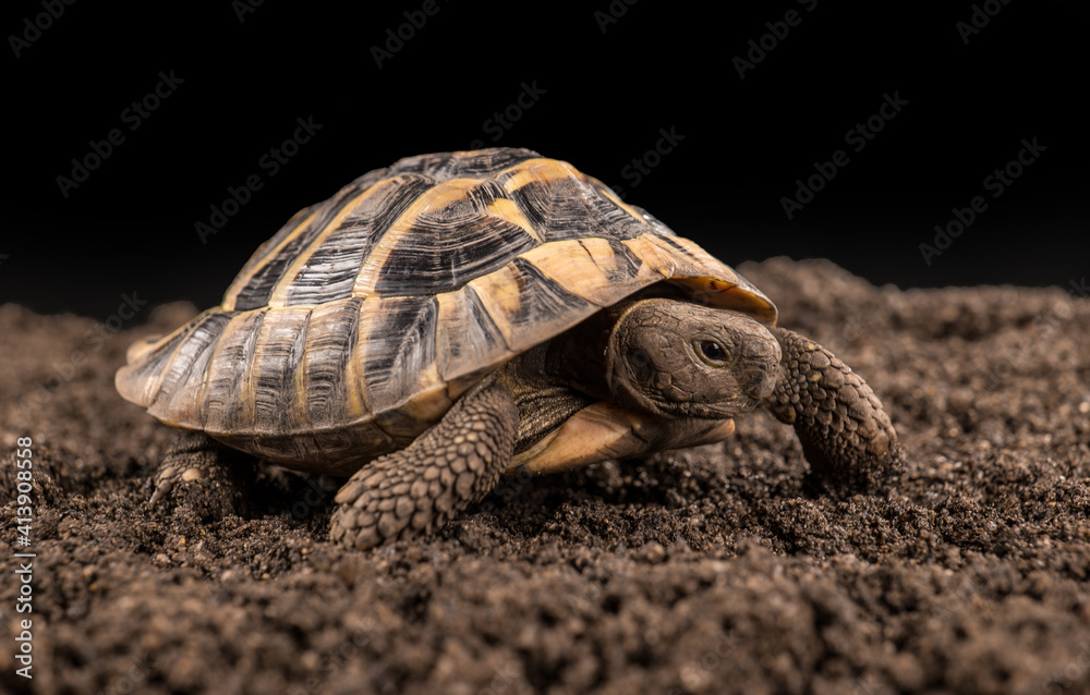 Obraz premium Eastern Hermann's tortoise, European terrestrial turtle, Testudo hermanni boettgeri, turtle on a black background and garden soil