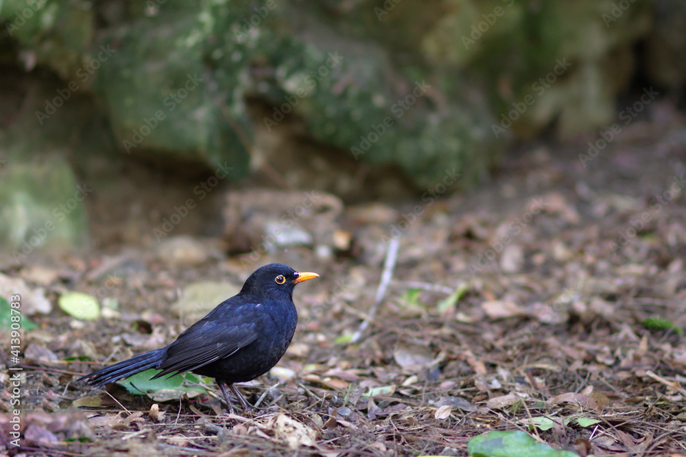 Male common blackbird (Turdus merula) in profile on leaf litter. Unfocused background of stones with moss. Male common blackbird (Turdus merula) in profile on leaf litter. Unfocused background of stones with moss.