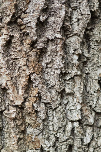 tree bark texture. Vertical format.