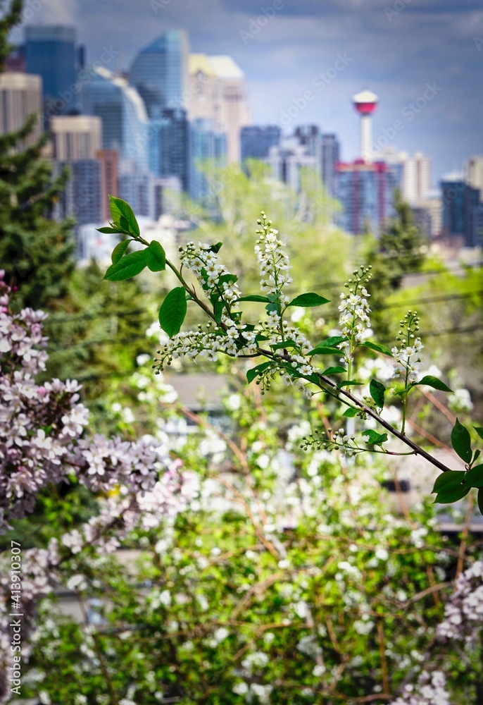 Obraz premium spring in the city
