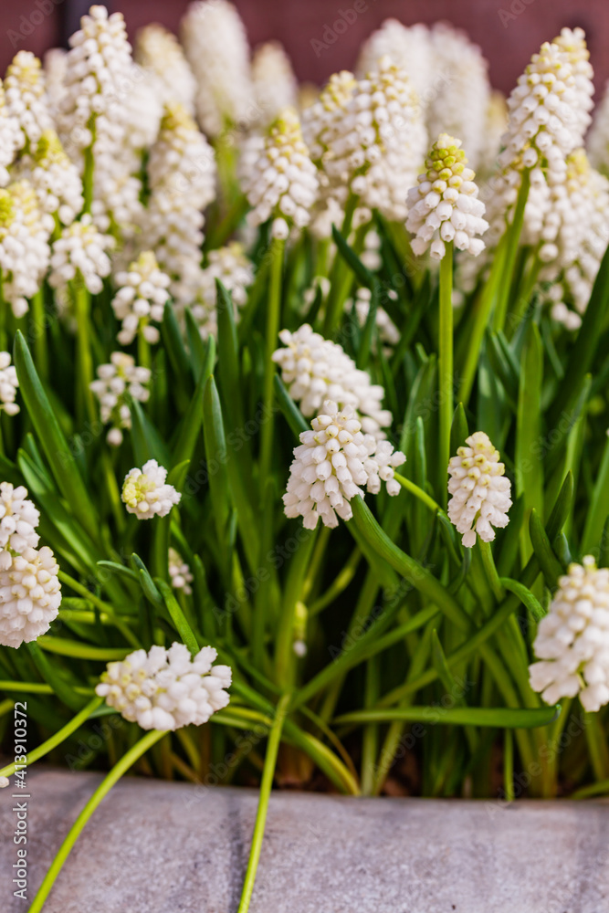 nice spring flowers in the pot