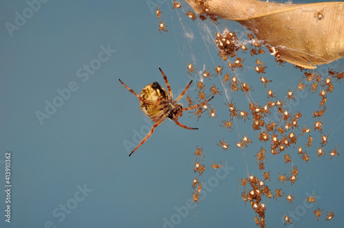 Close up Spider's nest, Cobweb spider. They started making silk to protect their bodies and their eggs.