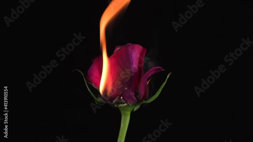 Red rose burning in the flames of fire on the black background .Concept of love and passion. Close up.4k 25p
