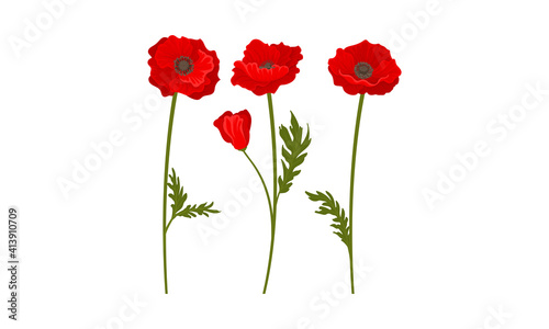 Scarlet Poppy as Herbaceous Flowering Plant on Thin Stem with Green Leaves Vector Set