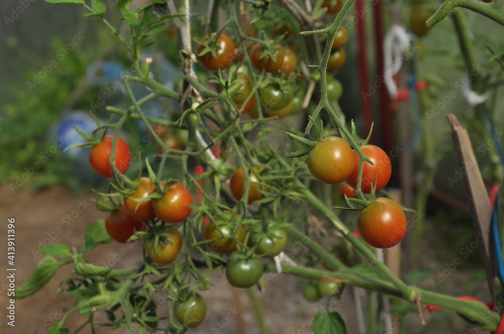 growing tomatoes in a greenhouse, red tomatoes on a branch