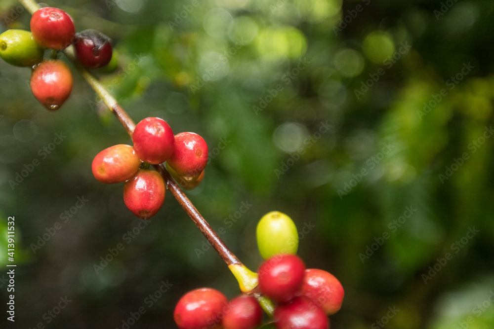 raw red coffee beans growing on coffee plant raw red coffee beans growing on coffee plant