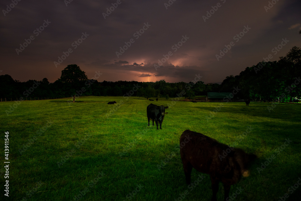 Rural Farm Scenery Cattle and a lightning storm at night