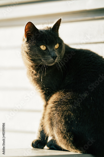 A beautiful cat sits in the sun in golden hour and catches some amazing back light. The fur shines up in the sun and the cat enjoys the heat from sun light.  © SteinOve