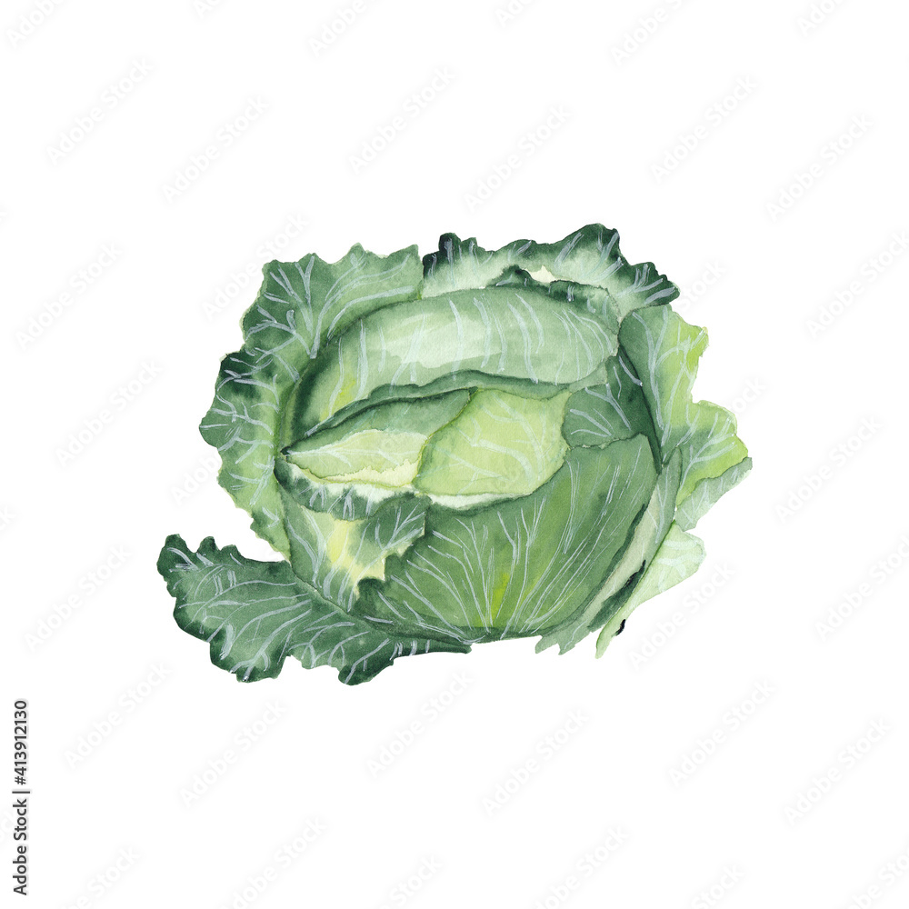 Obraz premium Watercolor green cabbage Hand drawn hand painted vegetable Realistic cabbage painting isolated on white 