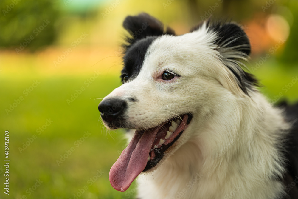 Head shot of young black and white border collie sitting on grass with pink eye Head shot of young black and white border collie sitting on grass with pink eye