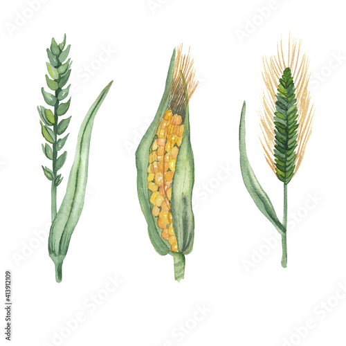 Watercolor corn, wheat and barley Hand drawn hand painted botanical paintings Realistic farm plants painting isolated on white 