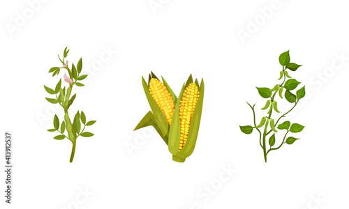 Cereal and Legume Plants with Hanging Pods and Grain Vector Set