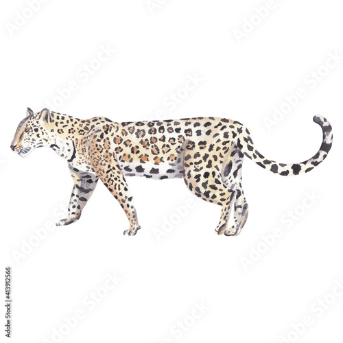Watercolor jaguar painting isolated on white Realistic jungle animal Watercolor clipart Cute animal