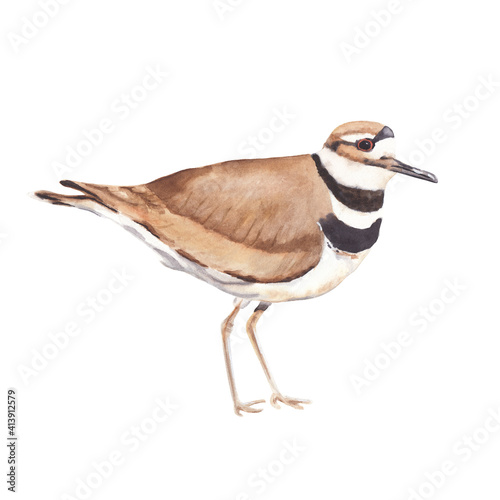 Watercolor bird illustration isolated on white background Colorful kildeer bird Hand drawn hand painted watercolor clipart great for post card, invitations, posters  photo