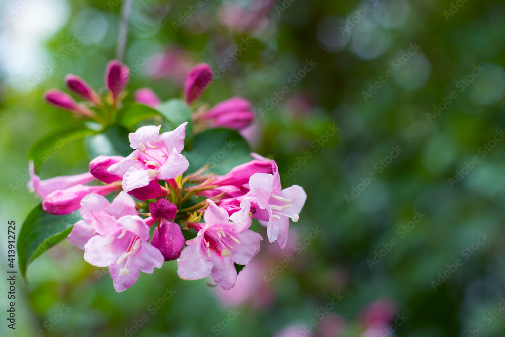 Obraz premium Prunus dulcis. Blooming tree. bush with pink delicate flowers. Spring flowers, natural spring floral background. branch with green leaves and pink flowers close-up, selective focus