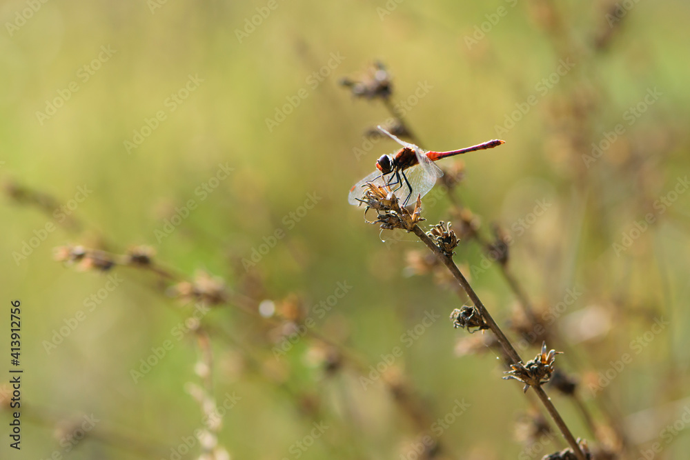 dragonfly on a dry plant. A copper colored metallic dragonfly sits on a dry plant against a natural green blurred background. close-up of a beautiful insect dragonfly on a dry plant. A copper colored metallic dragonfly sits on a dry plant against a natural green blurred background. close-up of a beautiful insect