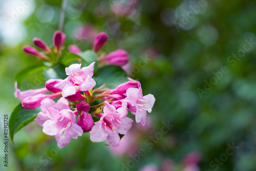 Prunus dulcis. Blooming tree. bush with pink delicate flowers. Spring flowers, natural spring floral background. branch with green leaves and pink flowers close-up, selective focus