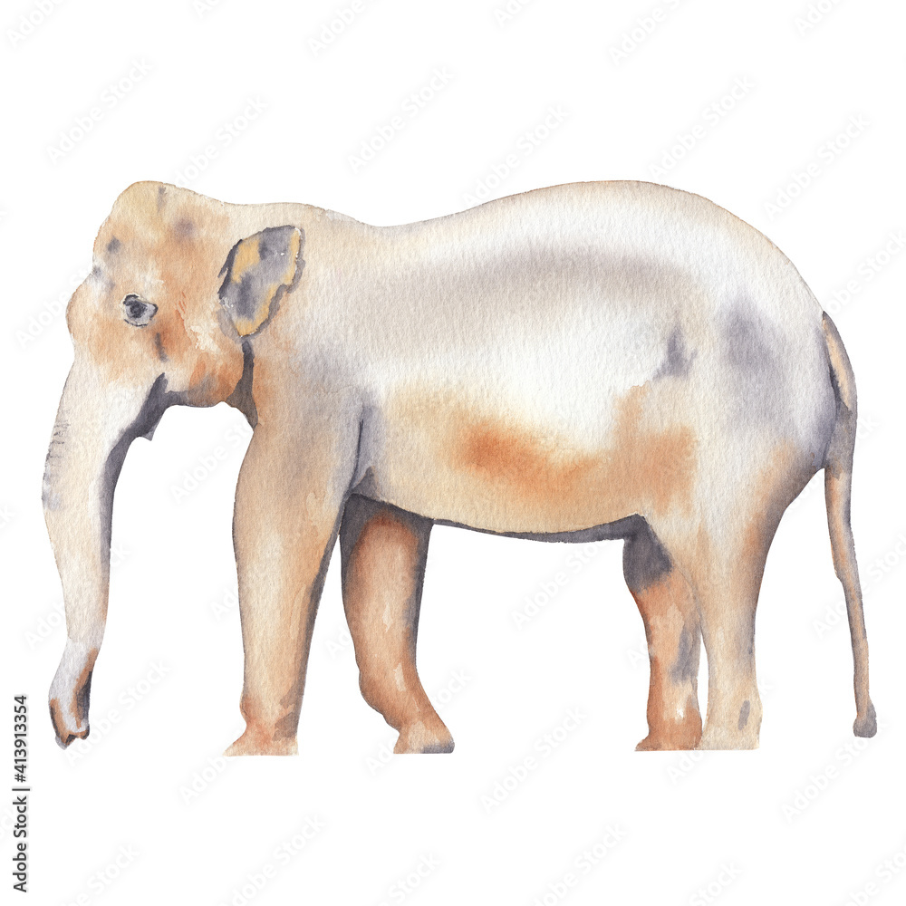 Fototapeta premium Watercolor elephant illustration Hand drawn realistic indian animal isolated on white Watercolor clip art Nursery art work Cute children illustration