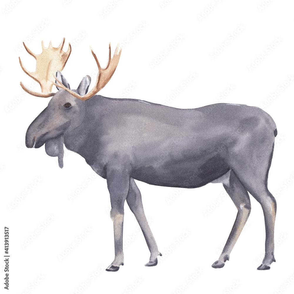 Watercolor moose illustration Hand drawn realistic forest animal isolated on white Watercolor clip art Nursery art work