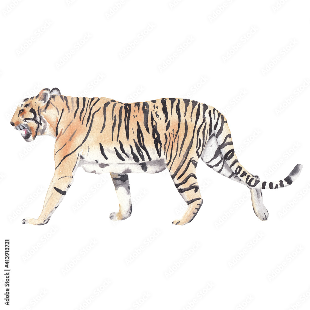 Fototapeta premium Tiger illustration. Wild cat. Watercolor safari animal clipart Hand painted hand drawn wild animal: tiger Animal Kids illustration realism semirealism Greeting card invitation baby shower Wild