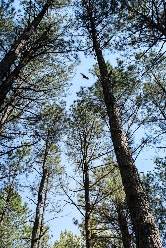 Fototapeta premium Sky's the limit