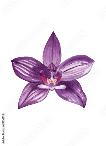 Fototapeta Naklejka Na Ścianę i Meble -  Colorful orchid. Rainforest flower. Hand drawn watercolor illustration isolated on white