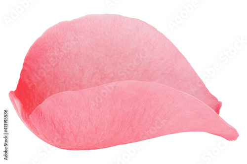 Rose petal, isolated on white background, clipping path, full depth of field