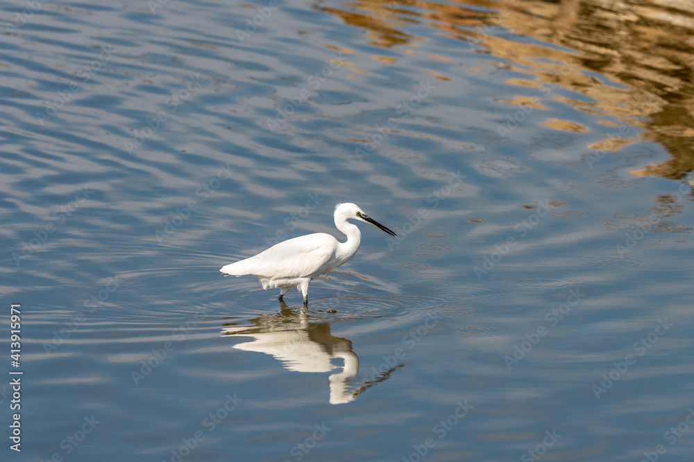 Little Egret on a pond in an early autumn morning near Zikhron Ya'akov, Israel. Little Egret on a pond in an early autumn morning near Zikhron Ya'akov, Israel.
