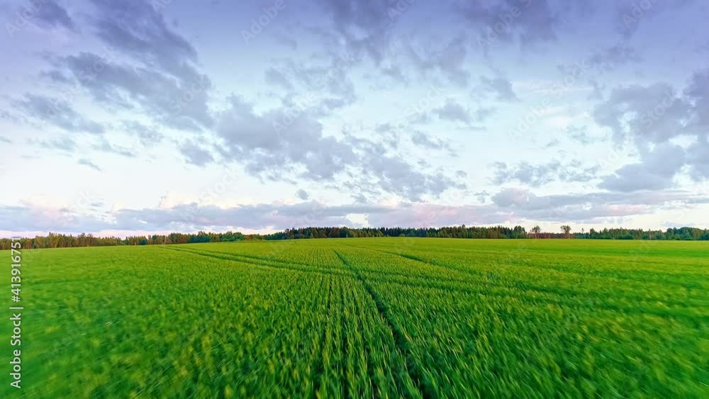 Beautiful idyllic nature, drone forward motion wide view on agricultural countryside landscape with green wheat field and violet blue sky