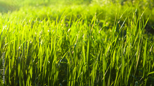 green grass close-up, in the photo grass in a meadow and sunlight