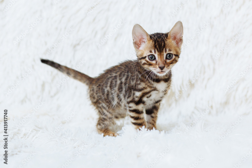 Fototapeta premium Little fluffy bengal kitten on the white blanket with the place for your text. Pet