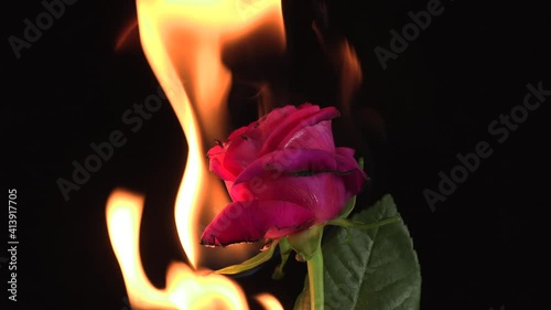 Red rose burning in the flames of fire on the black background .Concept of love and passion. Close up.4k 25p