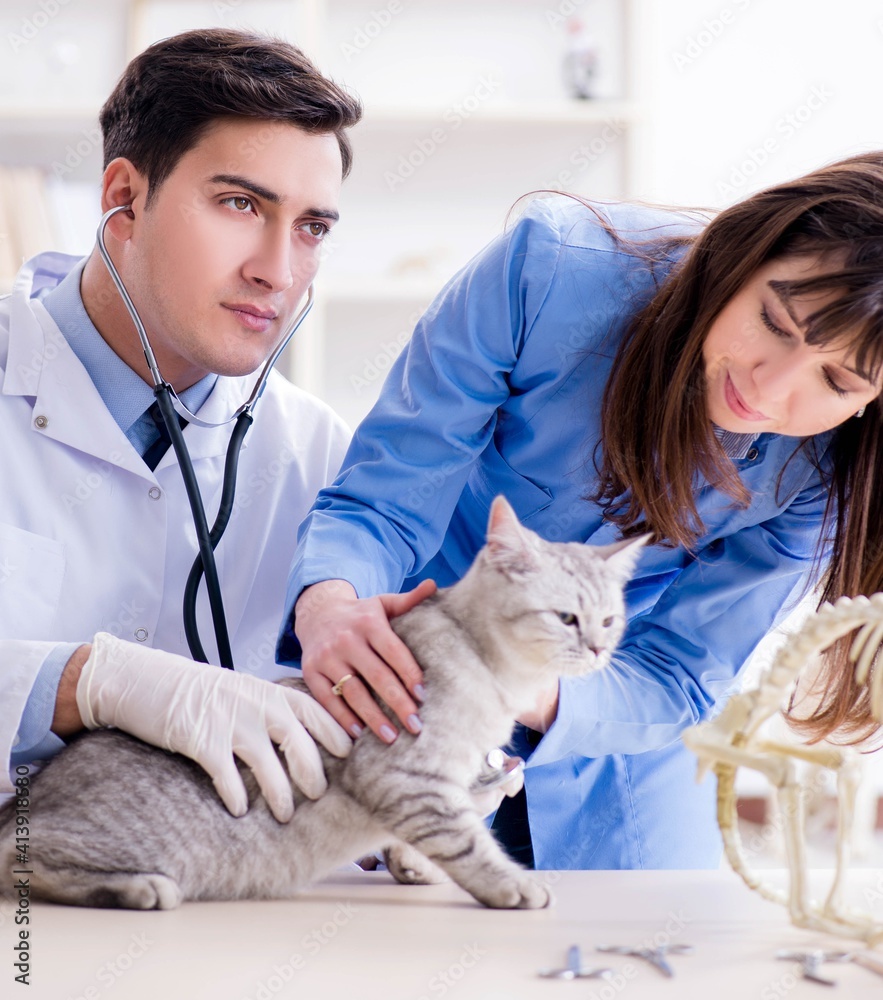 Cat being examining in vet clinic Cat being examining in vet clinic