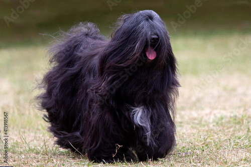 Fotografia Tibetan Terrier