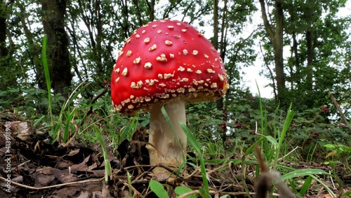 Poisonous inedible toadstool, with far and wide  conspicuous red, white spotted hat , it is spherical or hemispherical closed, often convexly curved. In blurred background forest