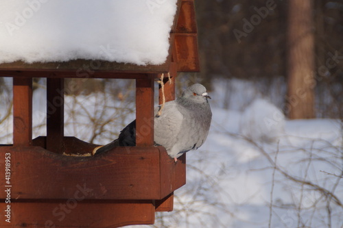 the pigeon sits in the feeder in winter