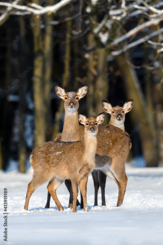 Obraz premium Three deer in the winter forest. Animal in natural habitat