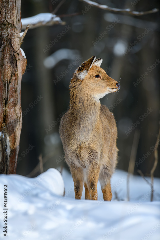 Roe deer in the winter forest. Animal in natural habitat Roe deer in the winter forest. Animal in natural habitat