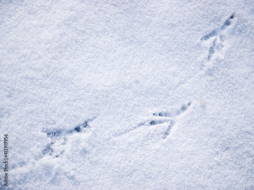 Crow's footprints on white snow in winter.